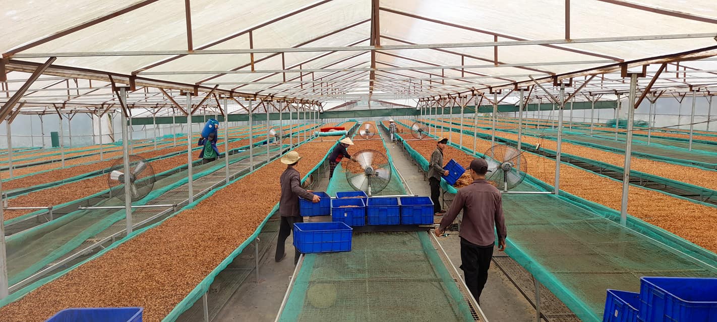 Hạt cà phê chín tay hái tại trang trại Manodi